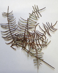 Gleichenia inclusisora