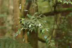 Atherosperma moschatum moschatum