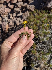 Coreocarpus dissectus