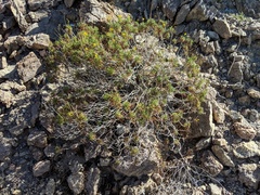 Coreocarpus dissectus