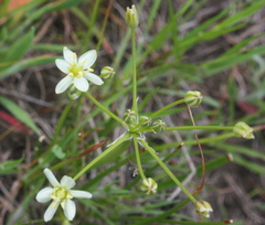 Muilla maritima