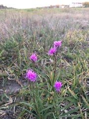 Liatris bracteata
