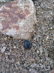 Eusattus reticulatus