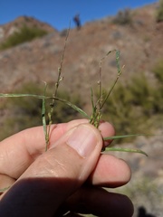 Urochloa arizonica