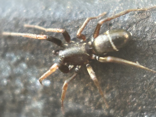 Glossy Ant-spider photo 5