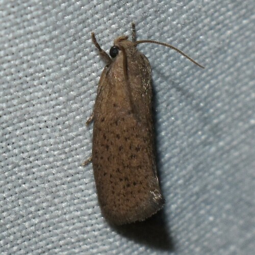 Spotted Grass Tubeworm Moth (Acrolophus spilotus) · iNaturalist