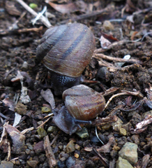 Helminthoglypta morroensis