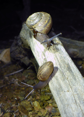 Helminthoglypta morroensis