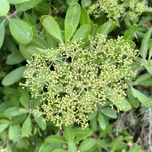 iNaturalist observation photo of Toyon