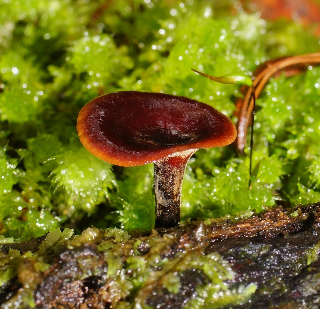 Picipes melanopus