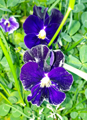 Viola × wittrockiana