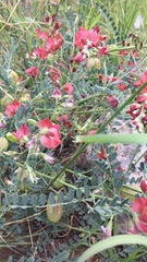 Sphaerophysa salsula