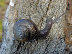 Helminthoglypta fieldi