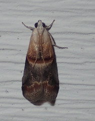 Acrobasis demotella