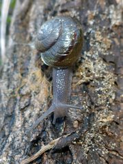 Helminthoglypta fieldi