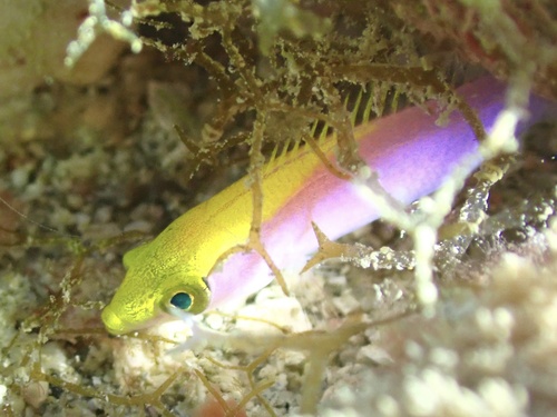 Photo of Yellowcheek wrasse (Halichoeres cyanocephalus)