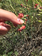 Sphaerophysa salsula