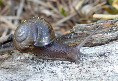 Helminthoglypta fieldi