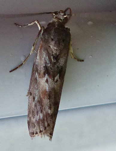 Black-spotted Leafroller Moth photo 5