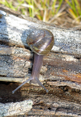 Helminthoglypta fieldi