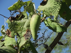 Funastrum pannosum