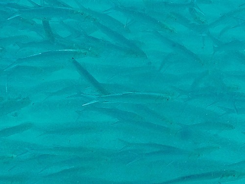 Elops affinis