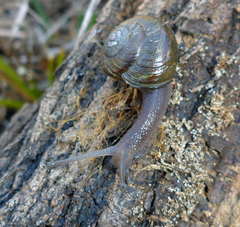 Helminthoglypta fieldi