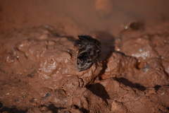 Ebrietas anacreon