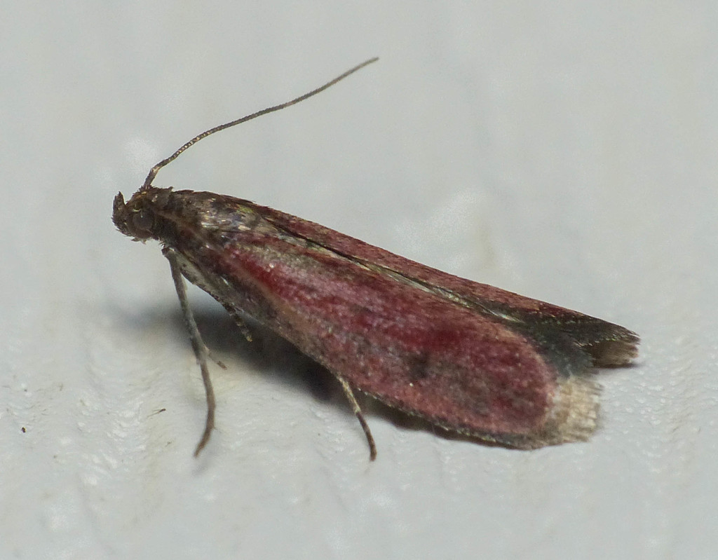 Rusty Varneria Moth