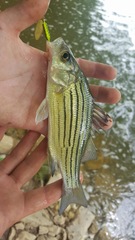 Morone mississippiensis