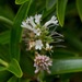 Veronica stenophylla oliveri - Photo (c) Andy MacDonald, some rights reserved (CC BY-NC), uploaded by Andy MacDonald