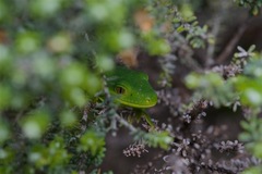 Marlborough Green Gecko photo 1