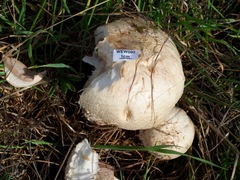 Agaricus crocodilinus