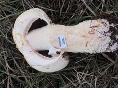 Agaricus crocodilinus