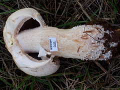 Agaricus crocodilinus