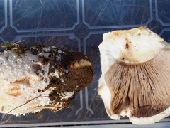 Agaricus crocodilinus
