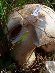 Agaricus crocodilinus