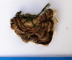 Auricularia brasiliana