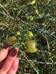 Sphaerophysa salsula