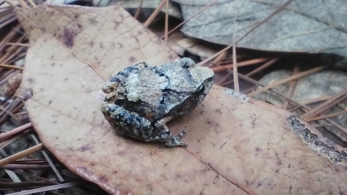 Gunther's Robber Frog, Craugastor omiltemanus