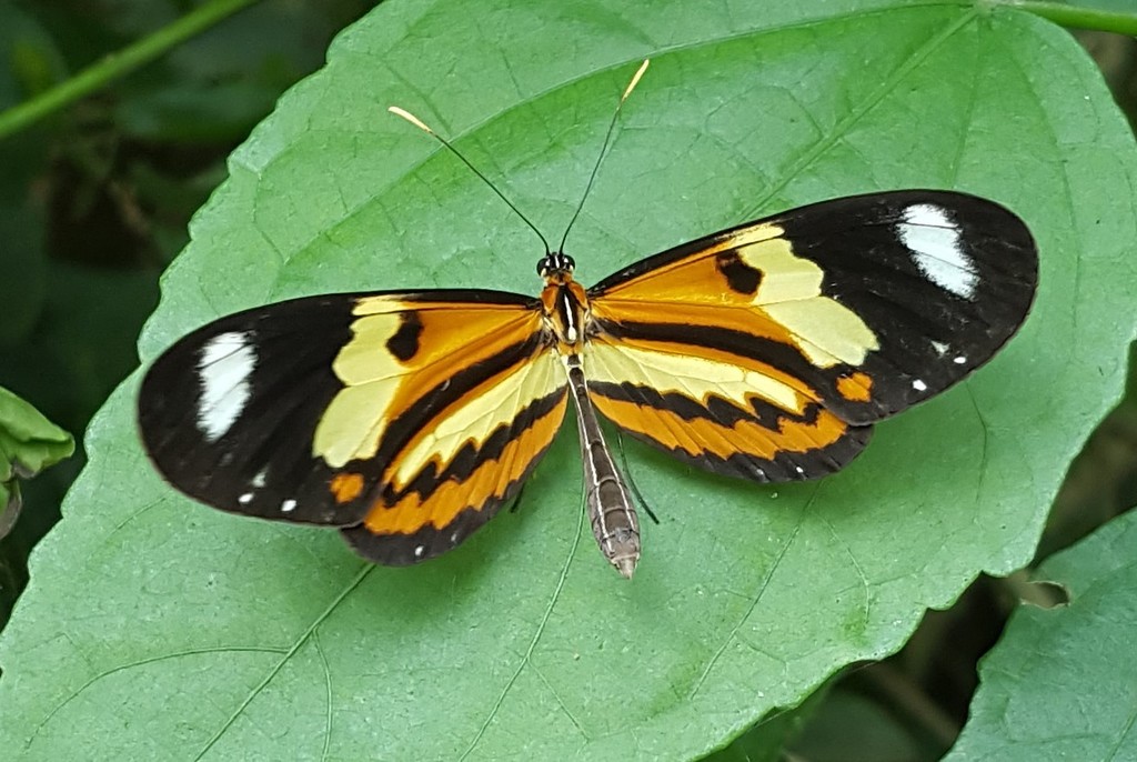 Lysimnia Tigerwing