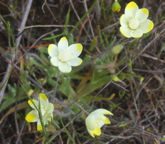 Platystemon californicus
