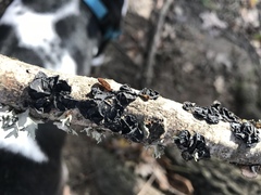 Exidia recisa image