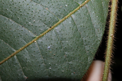 Image of Diploglottis diphyllostegia by (c) Thomas Mesaglio, some rights reserved (CC BY)