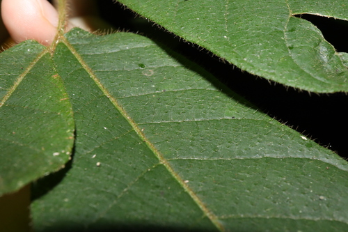 Image of Diploglottis diphyllostegia by (c) Thomas Mesaglio, some rights reserved (CC BY)