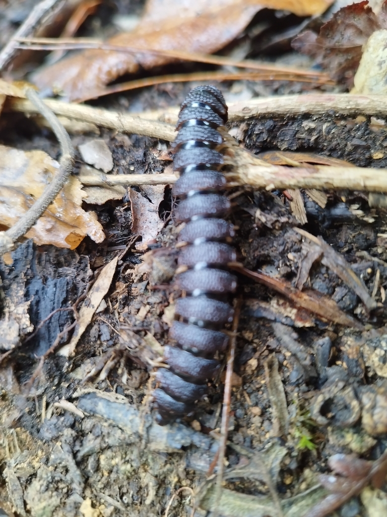 Amplinus triramus