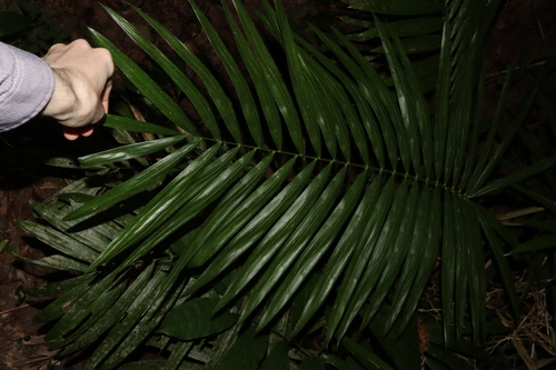 Image of Calamus australis by (c) Thomas Mesaglio, some rights reserved (CC BY)