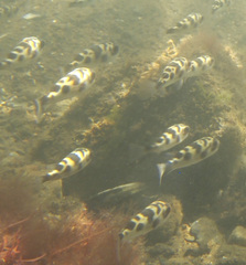 Prickly Toadfish photo 2