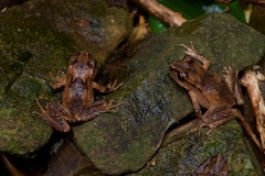 Hamilton's Frog photo 2