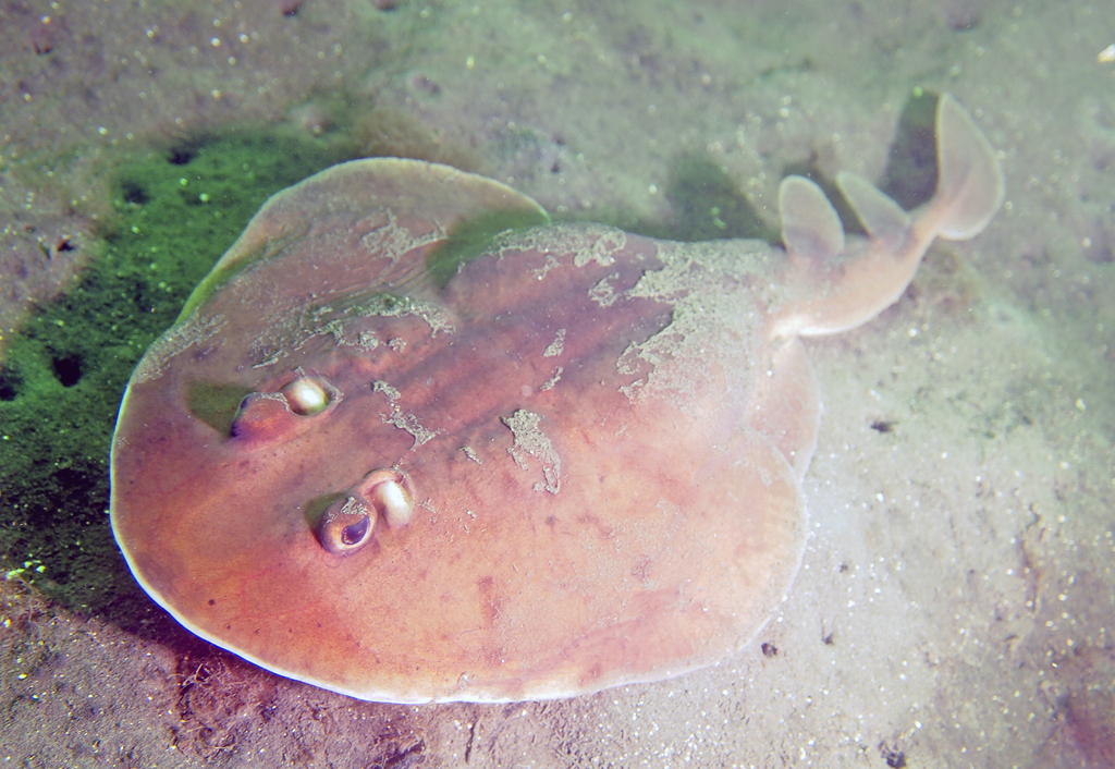 Tasmanian numbfish (Narcine tasmaniensis) — Narcinidae